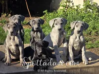 Merlin, a male Great Dane for sale in Onalaska, WA – Photo 8 of 8