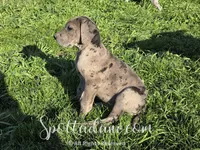 Merlin, a male Great Dane for sale in Onalaska, WA – Photo 3 of 8