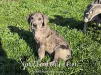 Merlin, a male Great Dane for sale in Onalaska, WA – Photo 2 of 8