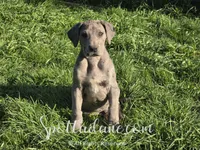 Merlin, a male Great Dane for sale in Onalaska, WA – Photo 5 of 8