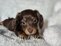Hermione, a female Dachshund for sale in Onalaska, WA – 2 of 2