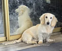 Yeti, a male Dachshund for sale in Onalaska, WA – 2 of 7