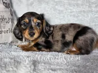 Phantom, a male Dachshund for sale in Onalaska, WA – 3 of 4