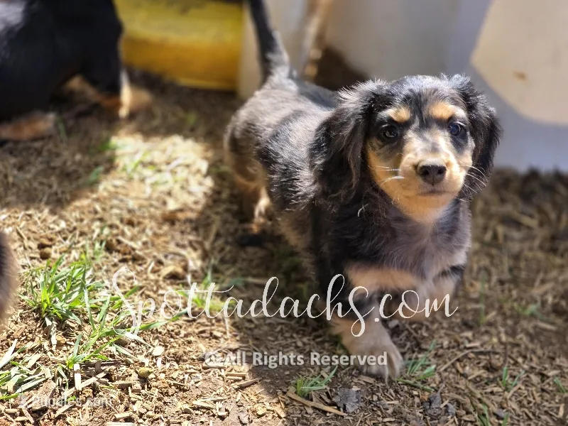 Zorro – Dachshund puppy for sale in Onalaska, WA