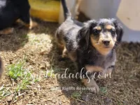 Zorro, a male Dachshund for sale in Onalaska, WA – 2 of 8