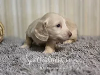 Cream Of The Crop, a male Dachshund for sale in Onalaska, WA – 2 of 4