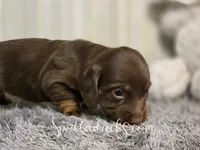 Daddy's Girl, a female Dachshund for sale in Onalaska, WA – 3 of 10