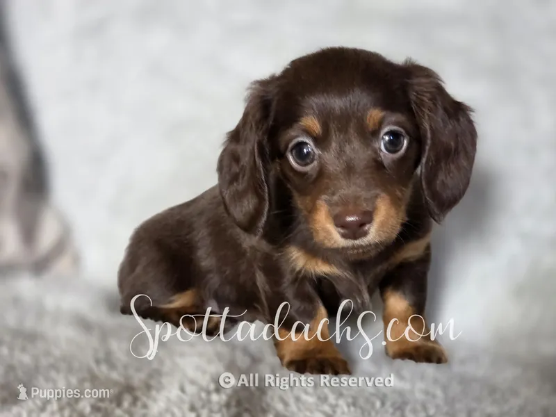 Hermione – Dachshund puppy for sale in Onalaska, WA
