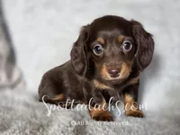 Hermione, a female Dachshund for sale in Onalaska, WA – 1 of 2