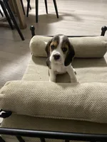 Millie, a female Beagle for sale in Antioch, CA – Photo 2 of 2