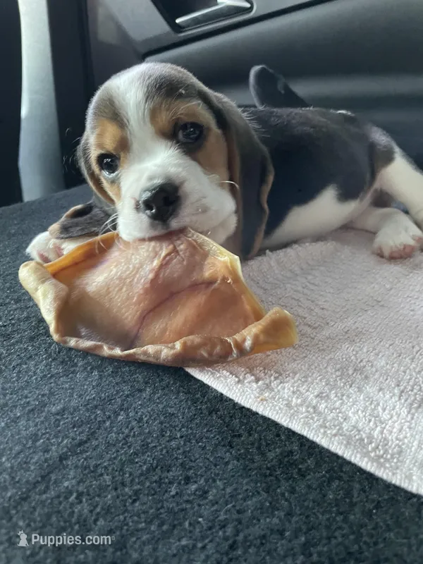 Millie – Beagle puppy for sale in Antioch, CA