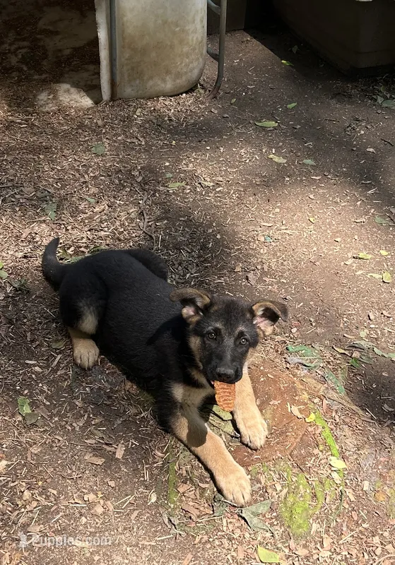 Athena, a female German Shepherd Dog for sale in Wheatfield, IN – 1 of 1