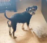 Scarlow, a male Shorkie for sale in Douglasville, GA – Photo 2 of 2