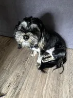 Scarlow, a male Shorkie for sale in Douglasville, GA – Photo 1 of 2