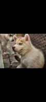 Mikey , a male Siberian Husky for sale in Port Richey, FL – Photo 1 of 3