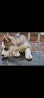 Nelly , a female Siberian Husky for sale in Port Richey, FL – Photo 5 of 7