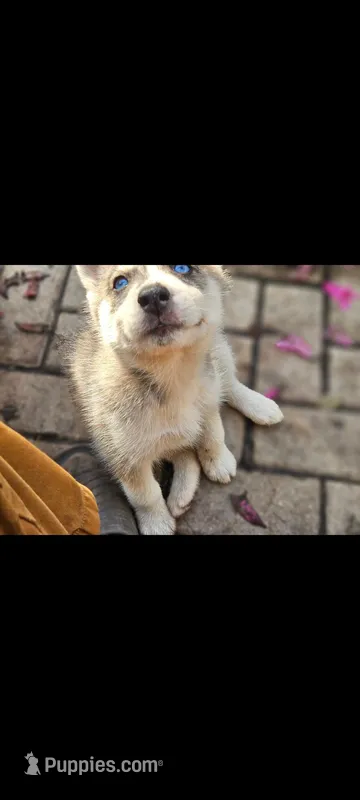 Nelly  – Siberian Husky puppy for sale in Port Richey, FL