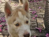 Sandy, a female Siberian Husky for sale in Port Richey, FL – Photo 2 of 4