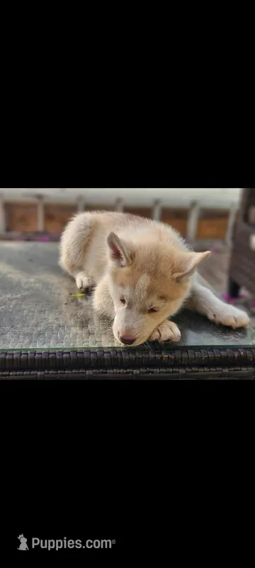 Sandy – Siberian Husky puppy for sale in Port Richey, FL