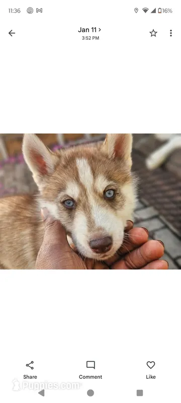 Choco – Siberian Husky puppy for sale in Port Richey, FL