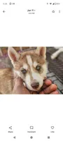 Choco, a male Siberian Husky for sale in Port Richey, FL – Photo 1 of 7