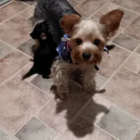 BIG  boy, a male Yorkshire Terrier for sale in Lancaster, PA – Photo 4 of 4