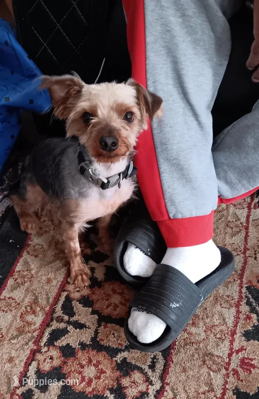 BIG  boy – Yorkshire Terrier puppy for sale in Lancaster, PA