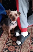 BIG  boy, a male Yorkshire Terrier for sale in Lancaster, PA – 1 of 4