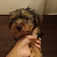 BIG  boy, a male Yorkshire Terrier for sale in Lancaster, PA – Photo 1 of 4