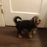 BIG  boy, a male Yorkshire Terrier for sale in Lancaster, PA – Photo 2 of 4