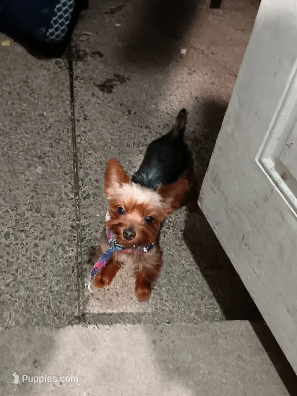 BIG  boy – Yorkshire Terrier puppy for sale in Lancaster, PA