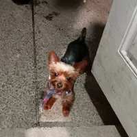 BIG  boy, a male Yorkshire Terrier for sale in Lancaster, PA – Photo 3 of 4