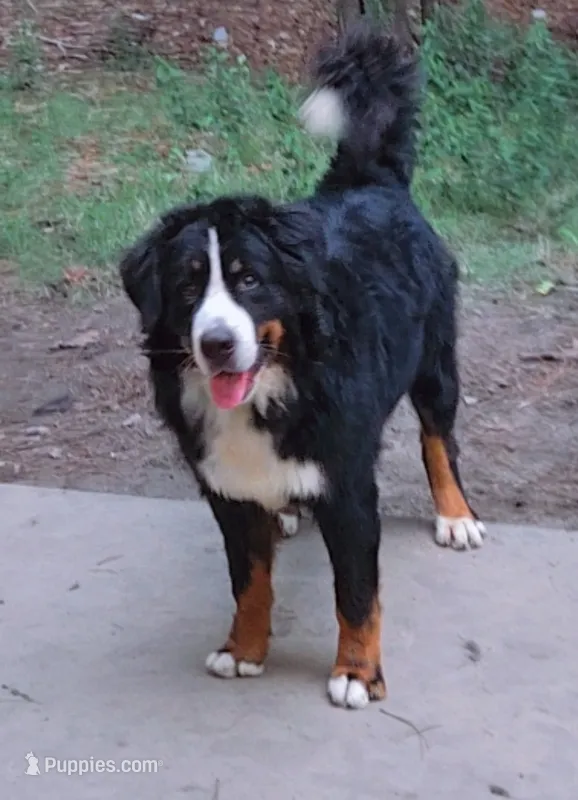 Bernese Mountain Dog