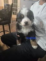 processed/6da86d1e-dca0-4fa4-a219-22e6522efea5/listing/c98b246f-40a5-4981-b128-769ac4c16c73/806cc4e3-8fe4-4cba-a711-b8a83b356db5