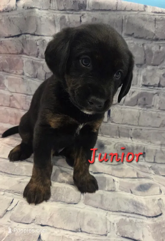 Junior – Australian Shepherd, Labrador Retriever puppy for sale in Buckeye, AZ
