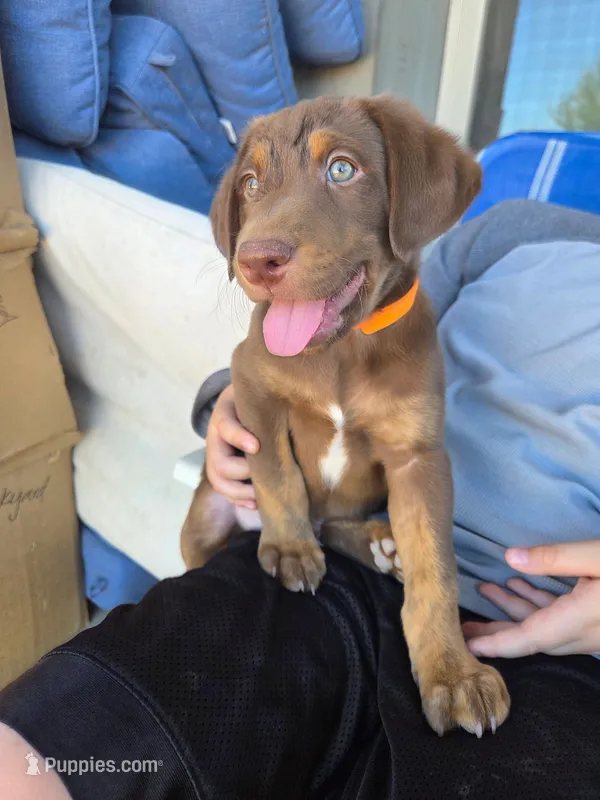 Hugo – Australian Shepherd, Labrador Retriever puppy for sale in Buckeye, AZ