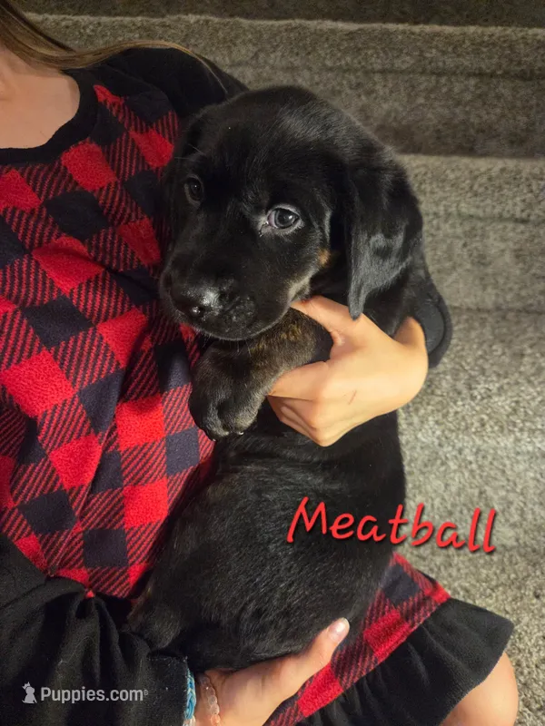 Meatball – Australian Shepherd, Labrador Retriever puppy for sale in Buckeye, AZ