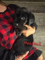 Meatball, a male Australian Shepherd and Labrador Retriever for sale in Buckeye, AZ – 1 of 1