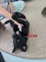 Oreo, a male Australian Shepherd and Labrador Retriever for sale in Buckeye, AZ – 2 of 2