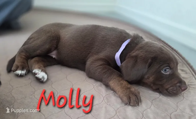Molly – Australian Shepherd, Labrador Retriever puppy for sale in Buckeye, AZ