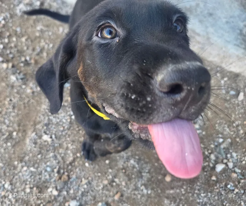 Meatball – Australian Shepherd, Labrador Retriever puppy for sale in Buckeye, AZ