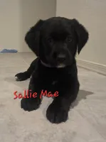 Sallie Mae, a female Australian Shepherd and Labrador Retriever for sale in Buckeye, AZ – 2 of 2