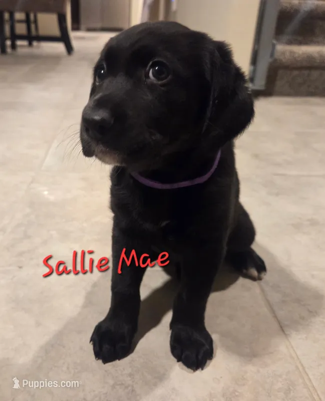Sallie Mae – Australian Shepherd, Labrador Retriever puppy for sale in Buckeye, AZ