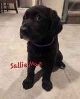 Sallie Mae, a female Australian Shepherd and Labrador Retriever for sale in Buckeye, AZ – 1 of 2