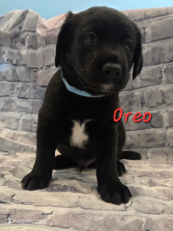 Oreo – Australian Shepherd, Labrador Retriever puppy for sale in Buckeye, AZ
