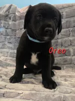 Oreo, a male Australian Shepherd and Labrador Retriever for sale in Buckeye, AZ – 1 of 2