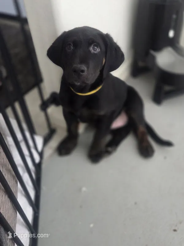Meatball – Australian Shepherd, Labrador Retriever puppy for sale in Buckeye, AZ