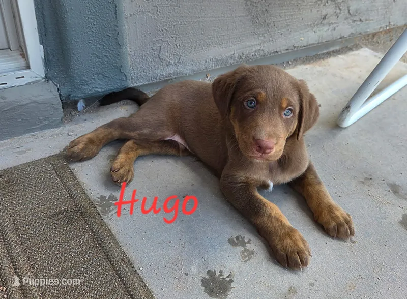 Hugo – Australian Shepherd, Labrador Retriever puppy for sale in Buckeye, AZ
