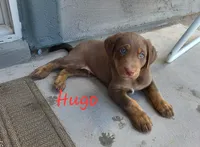 Hugo, a male Australian Shepherd and Labrador Retriever for sale in Buckeye, AZ – 1 of 1