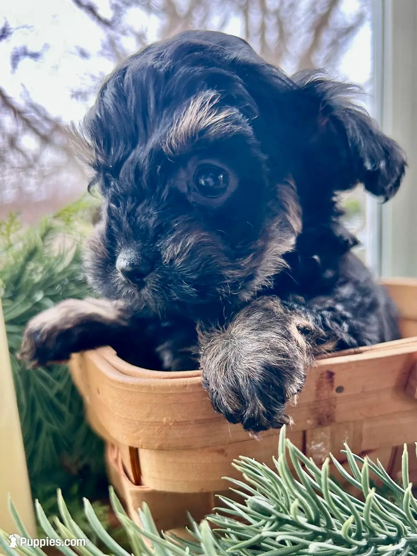 Oscar, a male Cavapoo for sale in Altoona, PA – Photo 2 of 2